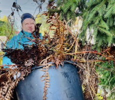 Nainen kantaa puutarhasta kuivia lehtiä saavissa.