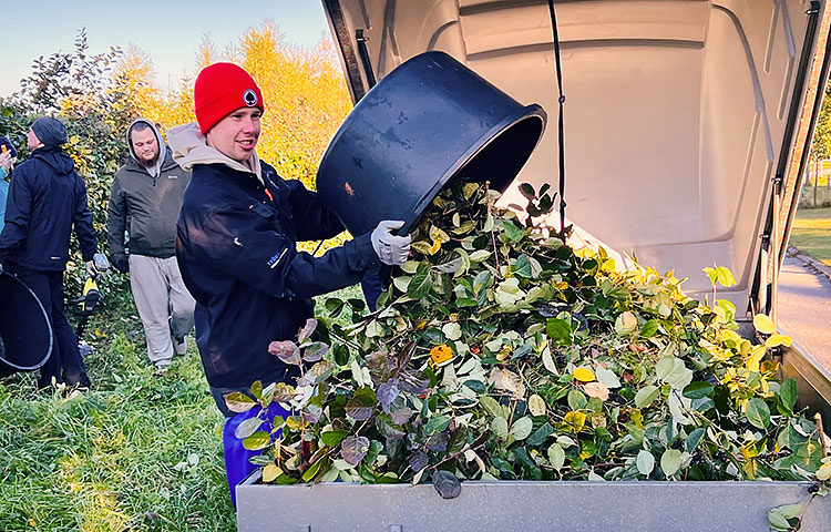 Nuori mies kaataa haravoituja lehtiä astiasta peräkärryyn.